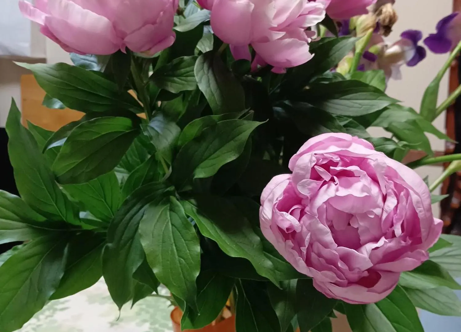 Homestay Tokyo Downtown Bed & Breakfast Japan